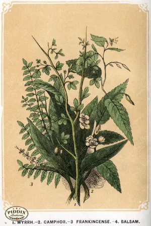 PDXC2584 -- Plants & Leaves