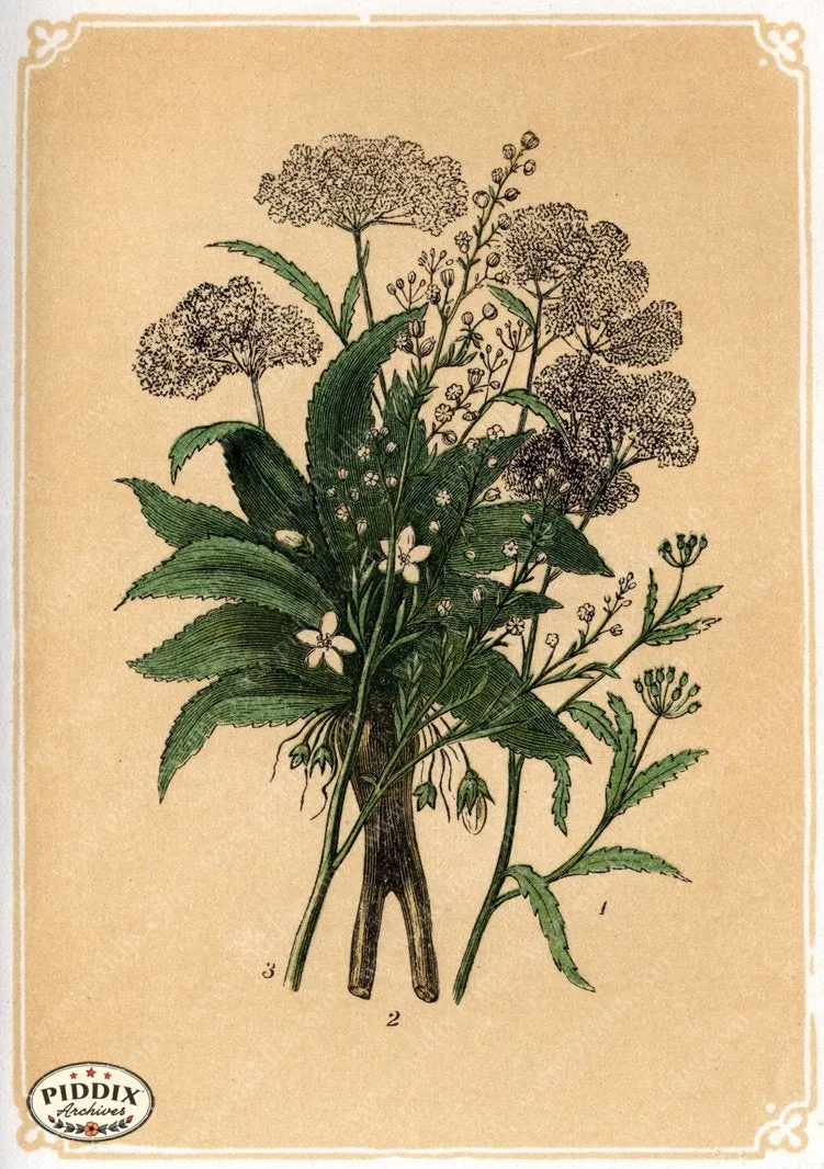 PDXC2585 -- Plants & Leaves
