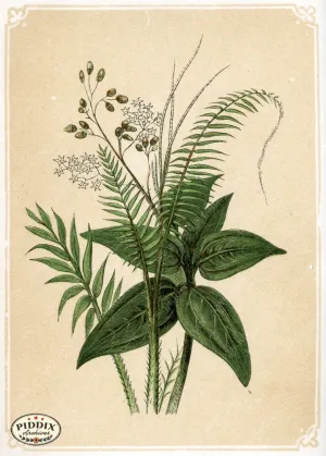 PDXC2586 -- Plants & Leaves