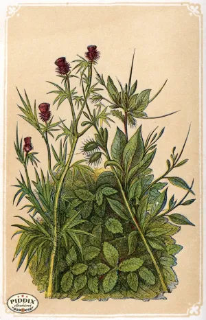PDXC2587 -- Plants & Leaves