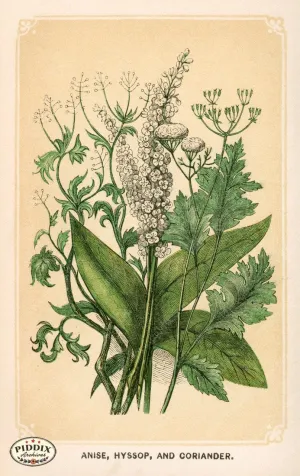 PDXC2588 -- Plants & Leaves