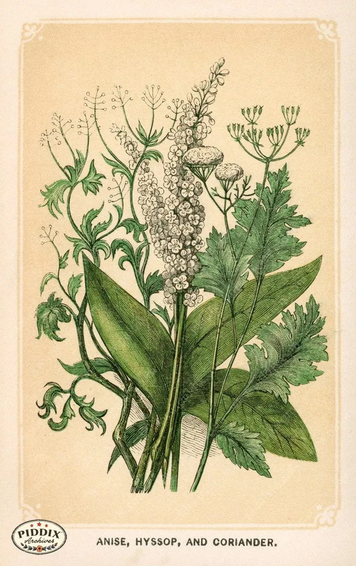 PDXC2588 -- Plants & Leaves
