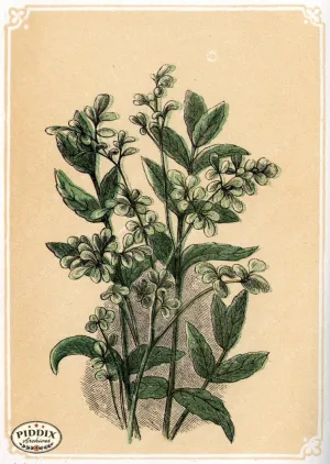 PDXC2589 -- Plants & Leaves