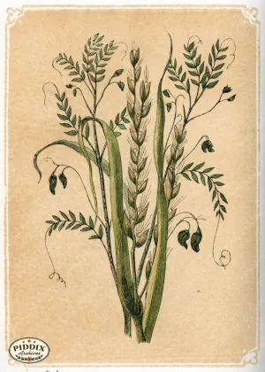 PDXC2590a -- Plants & Leaves