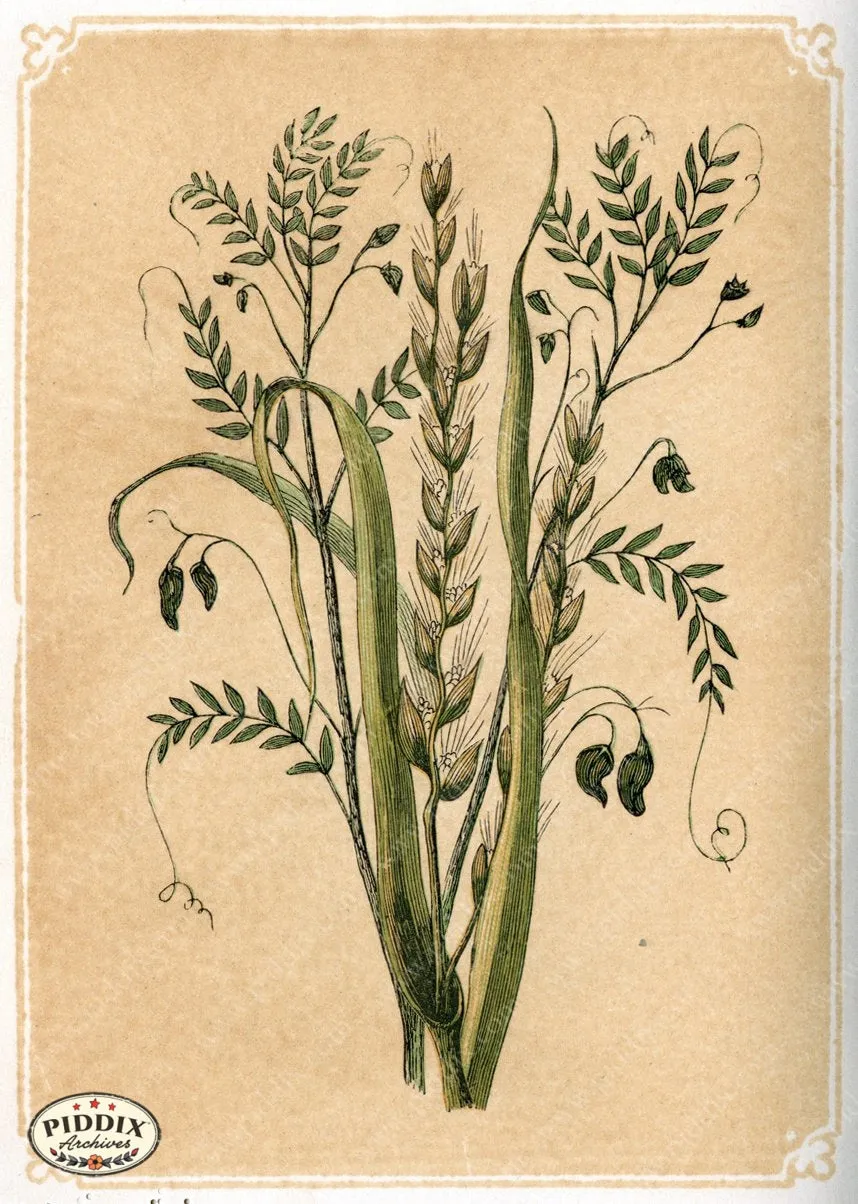 PDXC2590a -- Plants & Leaves