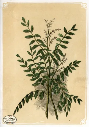 PDXC2597 -- Plants & Leaves
