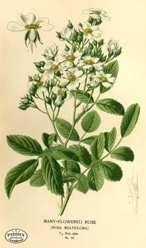 PDXC3931 -- Plants & Leaves