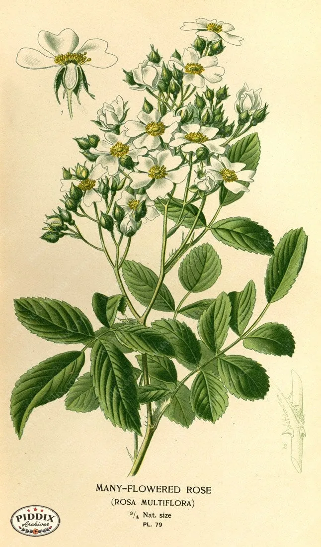 PDXC3931 -- Plants & Leaves