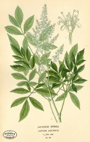 PDXC3941 -- Plants & Leaves