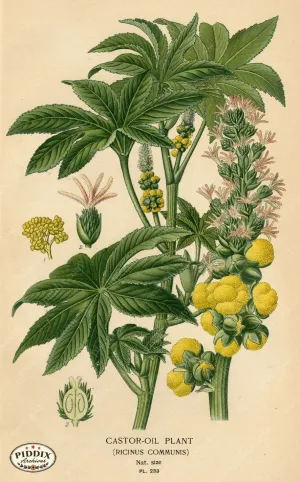 PDXC4078 -- Plants & Leaves