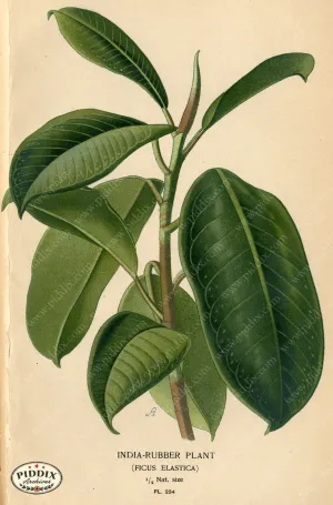 PDXC4079a -- Plants & Leaves