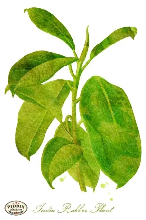PDXC4079b -- Plants & Leaves
