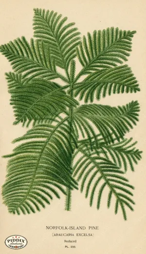 PDXC4082 -- Plants & Leaves