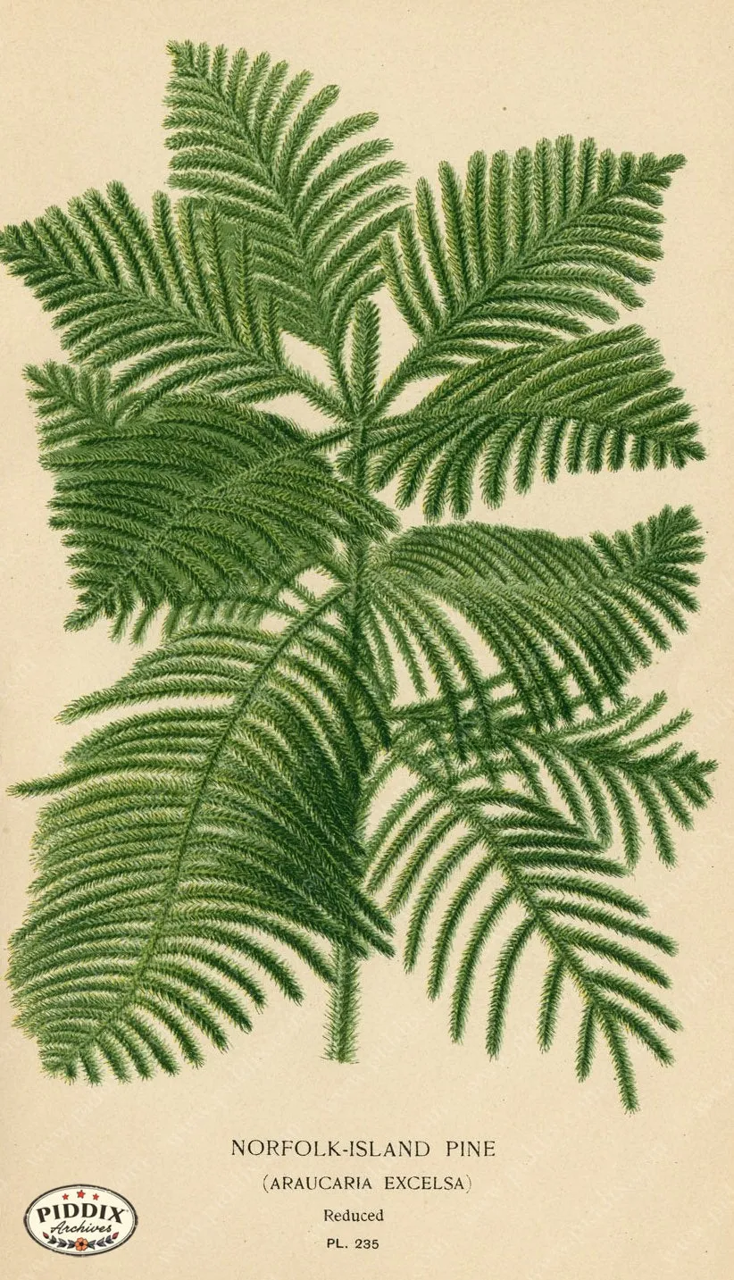 PDXC4082 -- Plants & Leaves