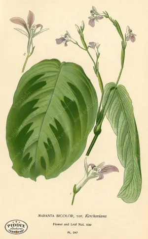 PDXC4094 -- Plants & Leaves