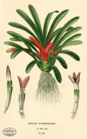 PDXC4095 -- Plants & Leaves