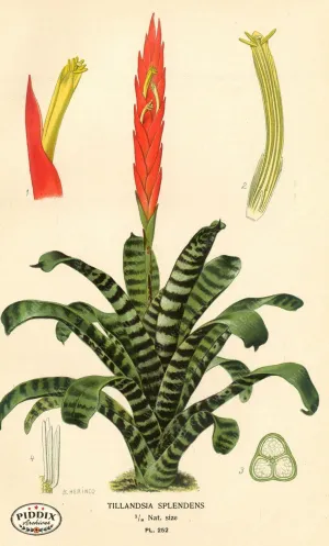 PDXC4098 -- Plants & Leaves
