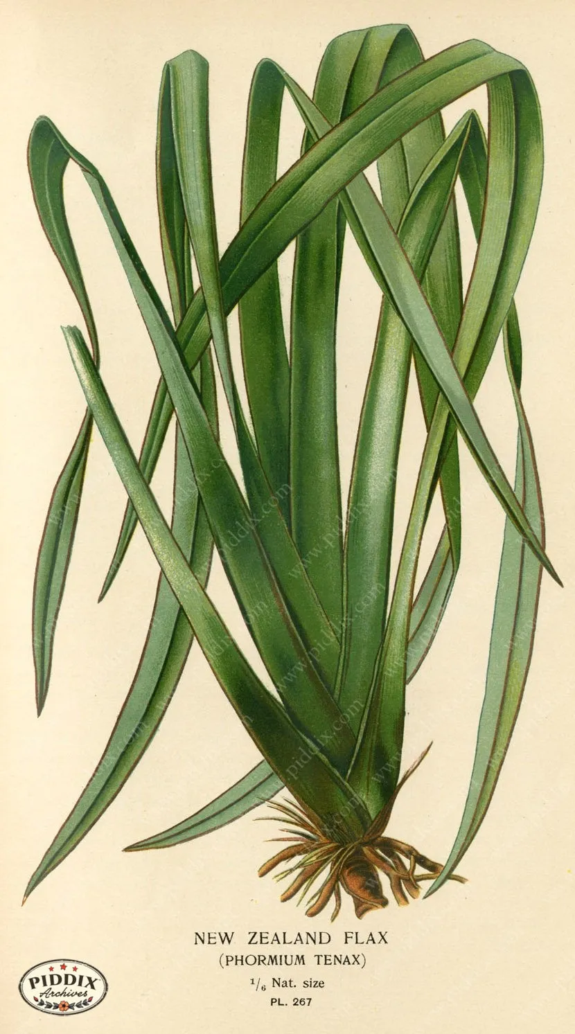 PDXC4108 -- Plants & Leaves