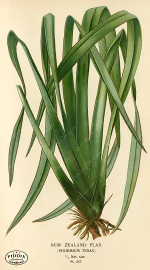 PDXC4108 -- Plants & Leaves