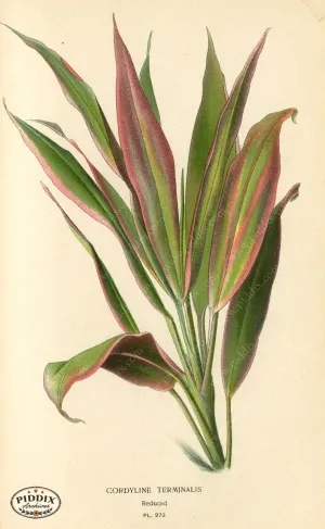 PDXC4114a -- Plants & Leaves
