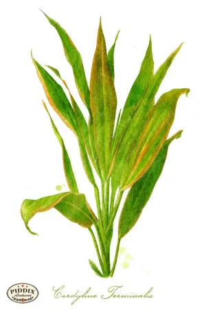 PDXC4114c -- Plants & Leaves