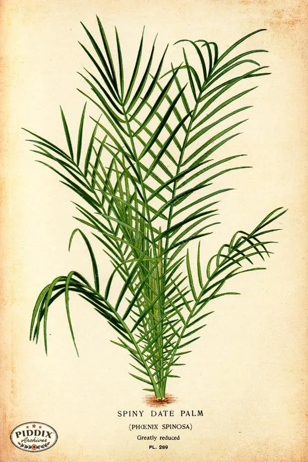 PDXC4131a & b -- Plants & Leaves