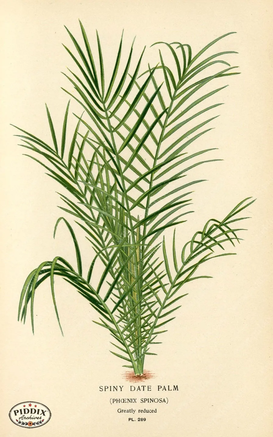 PDXC4131a & b -- Plants & Leaves