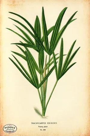 PDXC4132a & b -- Plants & Leaves