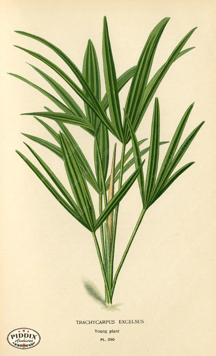 PDXC4132a & b -- Plants & Leaves