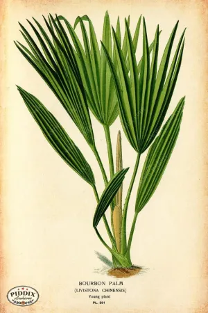 PDXC4133a & b -- Plants & Leaves