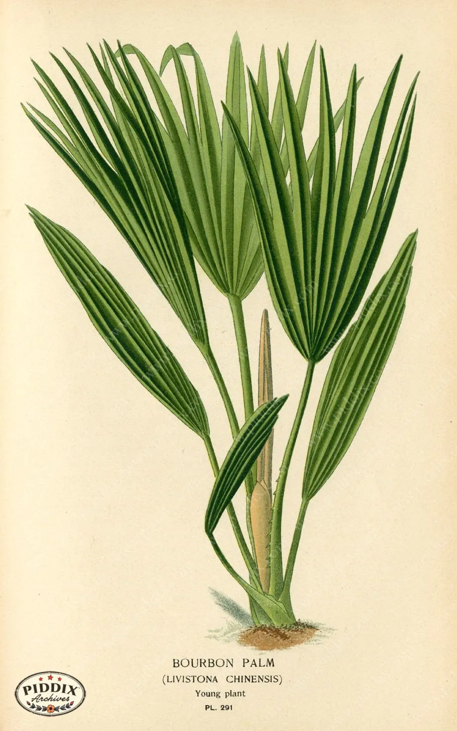 PDXC4133a & b -- Plants & Leaves