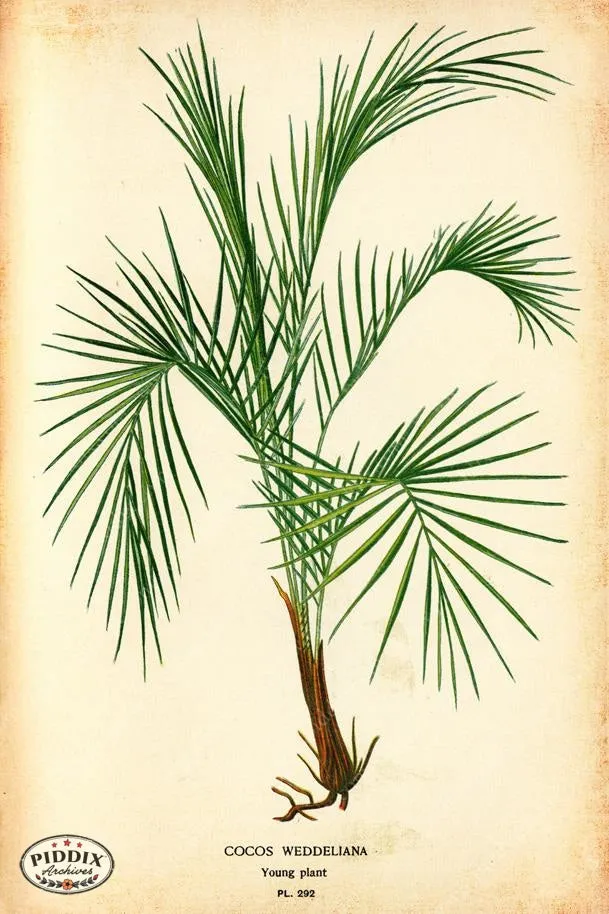 PDXC4134a & b -- Plants & Leaves