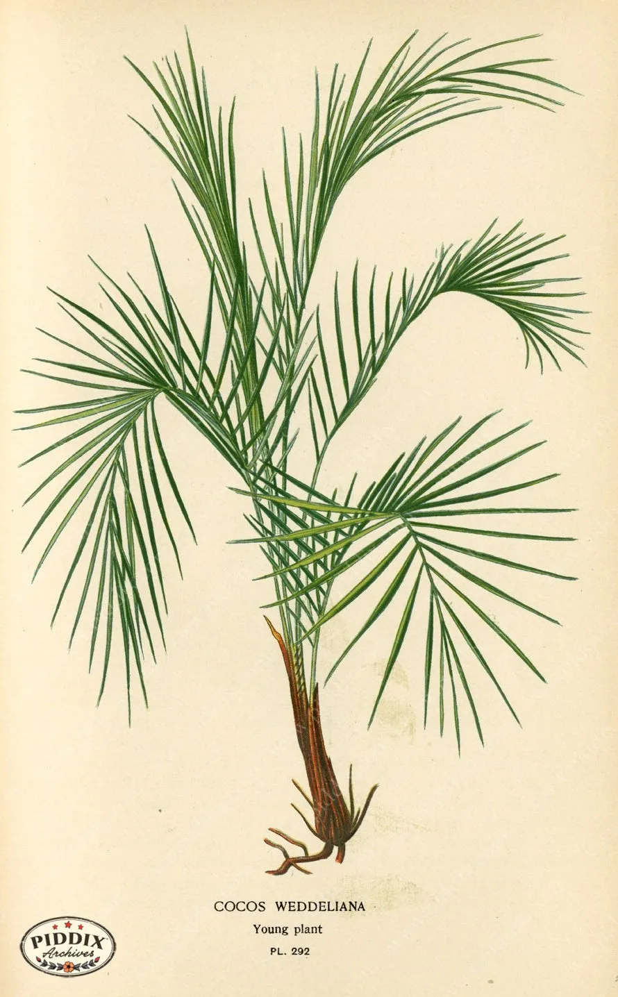 PDXC4134a & b -- Plants & Leaves