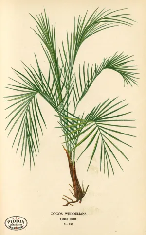 PDXC4134a & b -- Plants & Leaves