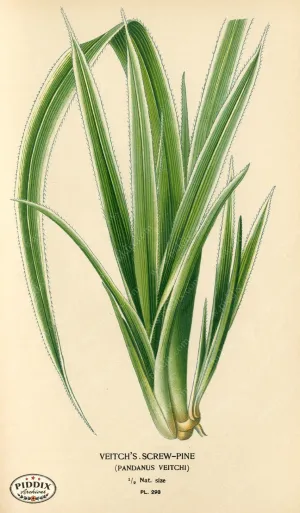 PDXC4135 -- Plants & Leaves