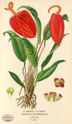 PDXC4139 -- Plants & Leaves