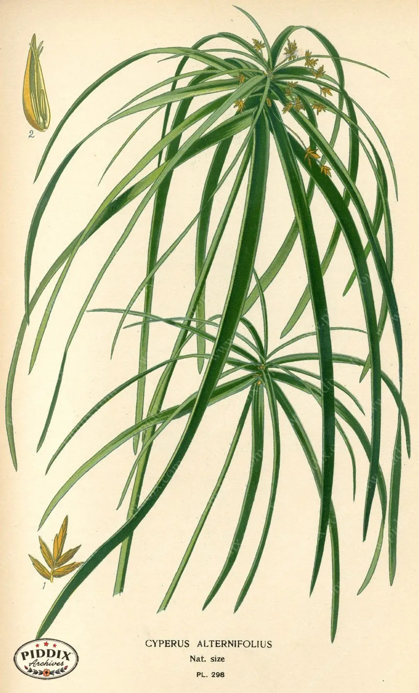 PDXC4141 -- Plants & Leaves