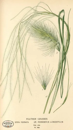 PDXC4143 -- Plants & Leaves