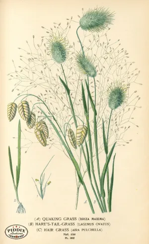 PDXC4145 -- Plants & Leaves