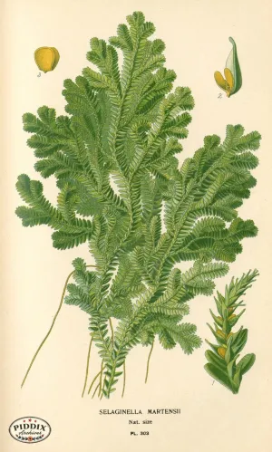 PDXC4146 -- Plants & Leaves