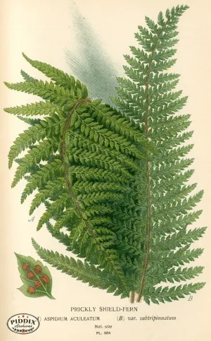 PDXC4147 -- Plants & Leaves