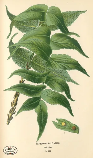 PDXC4148 -- Plants & Leaves