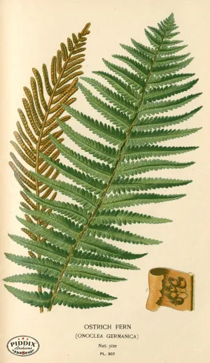 PDXC4150 -- Plants & Leaves