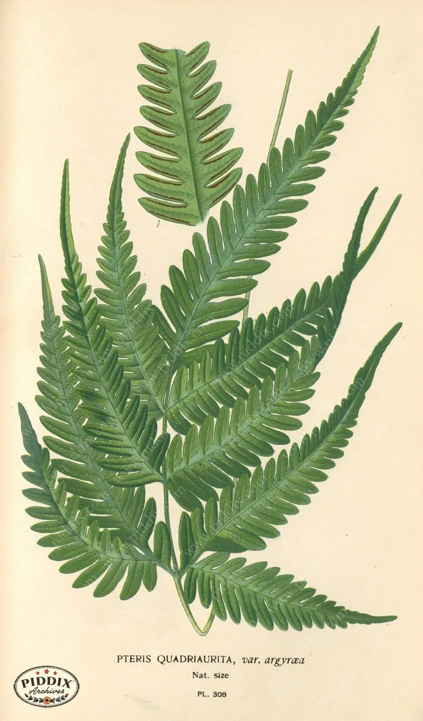 PDXC4152 -- Plants & Leaves