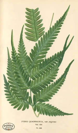 PDXC4152 -- Plants & Leaves