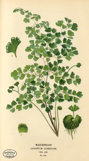 PDXC4154 -- Plants & Leaves