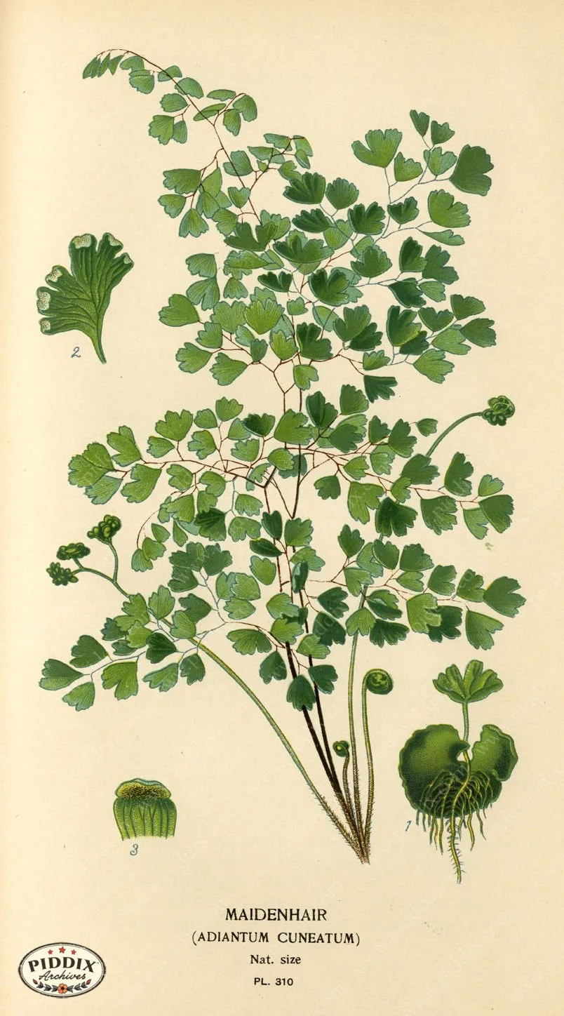 PDXC4154 -- Plants & Leaves