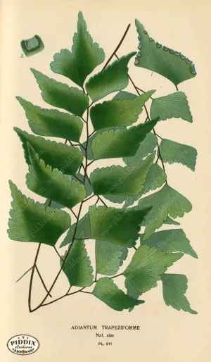 PDXC4155 -- Plants & Leaves