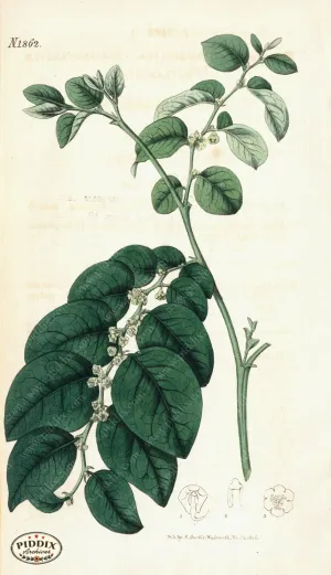 PDXC5712 -- Plants & Leaves