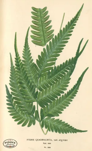 PDXC5791 -- Plants & Leaves